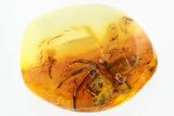 Huge Fossil Jumping Spider and True Midge in Baltic Amber #321893-1